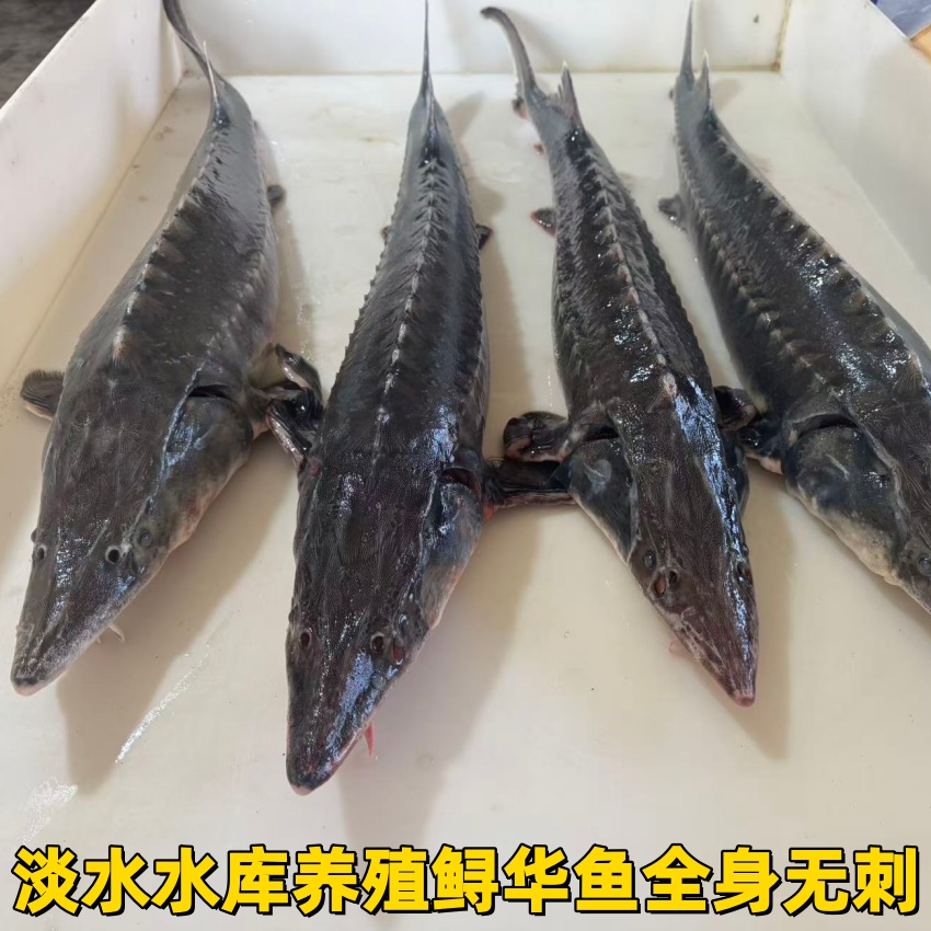 礼盒装淡水食用鲟鱼无刺软骨鲟龙鱼活鱼速冻中华鱼顺丰包邮