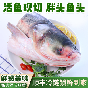 胖头鱼头东北淡水湖冷水花鲢鱼头查干湖鱼乡冷水包邮