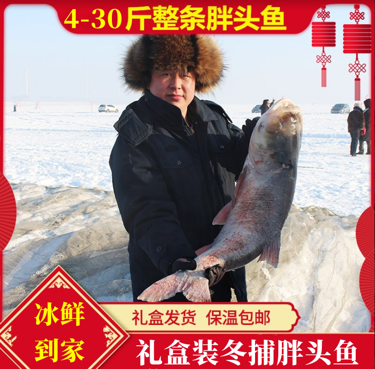 吉林松原查干湖鱼淡水湖胖头鱼冬捕鱼礼盒装4-30斤一条包邮
