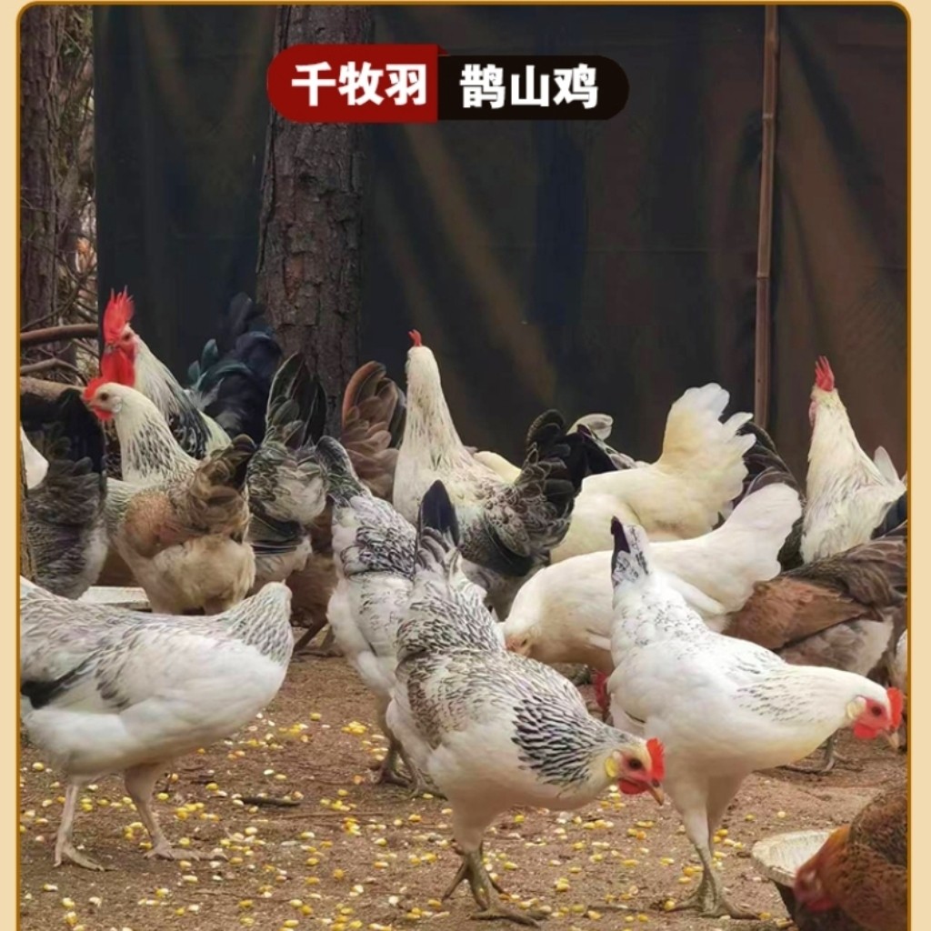宠物鹊山鸡小鸡1斤的6只