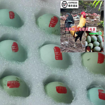 绿壳鹊山宠物鸡种蛋受精卵顺丰包邮纯种毛色油亮可观赏肉质好邵阳