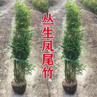 丛生竹子凤尾竹米竹室内盆栽庭院植物盆景室内阳台四季常青竹子苗