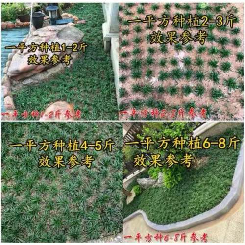 金边麦冬草耐阴常绿阔叶苗