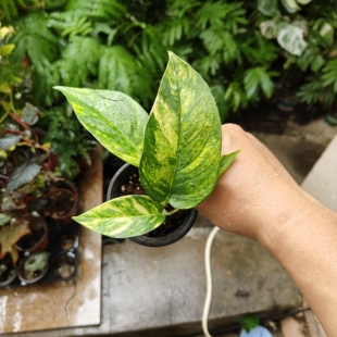 包邮麒麟尾锦大叶片锦化藤蔓类爬藤室内绿植观赏植物火焰麒麟尾