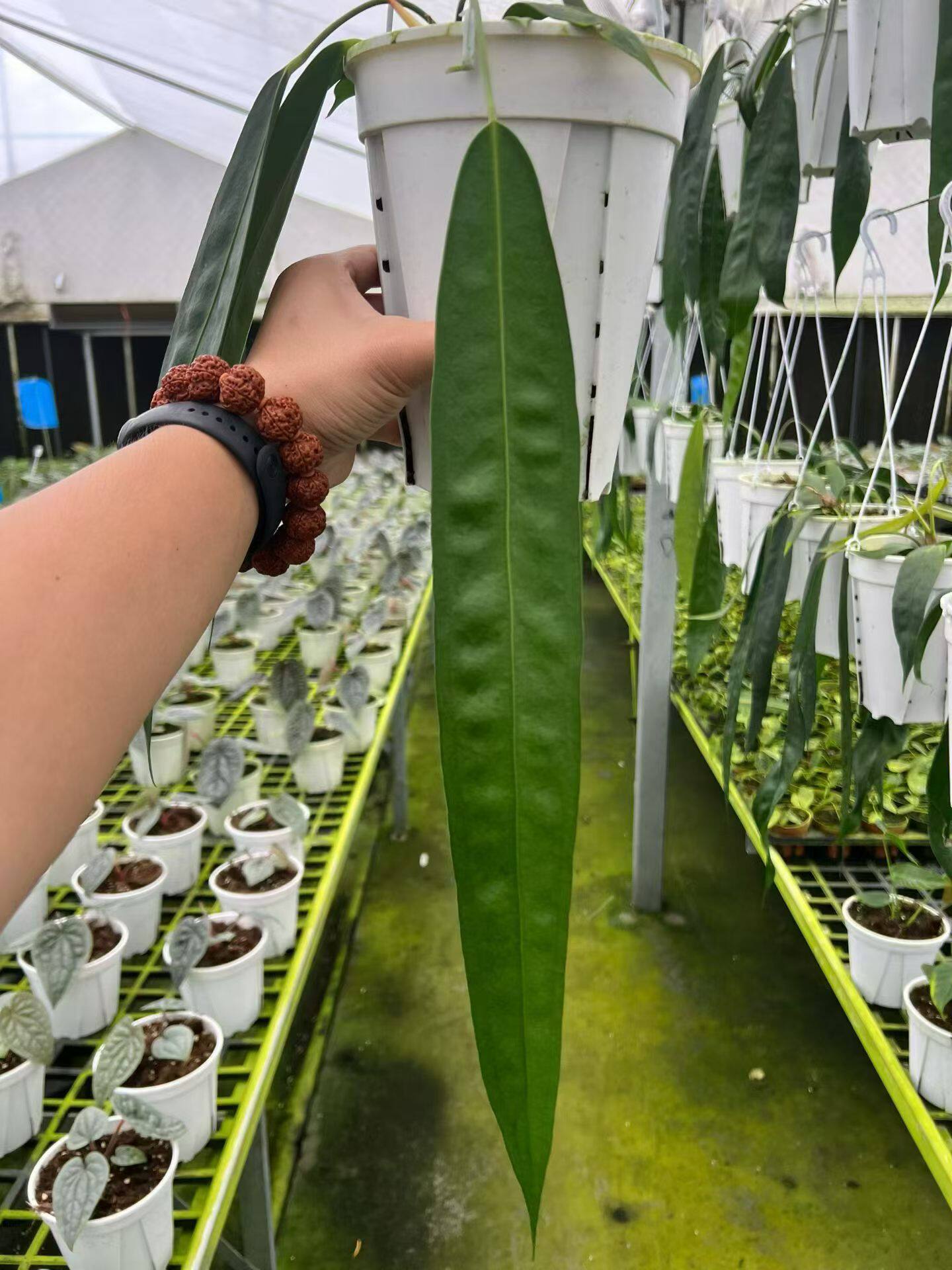 包邮 贝克力领带花烛室内绿植观赏植物办公室盆栽耐阴阳台花卉