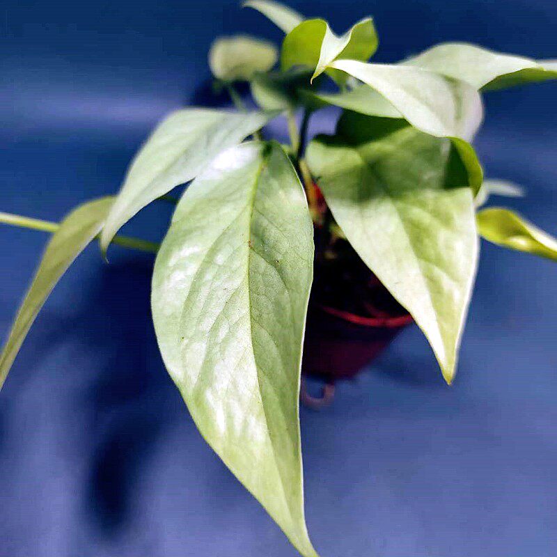 包邮宿务蓝麒麟尾龟背竹大叶片藤蔓植物爬藤室内绿植观赏植物蓝灰