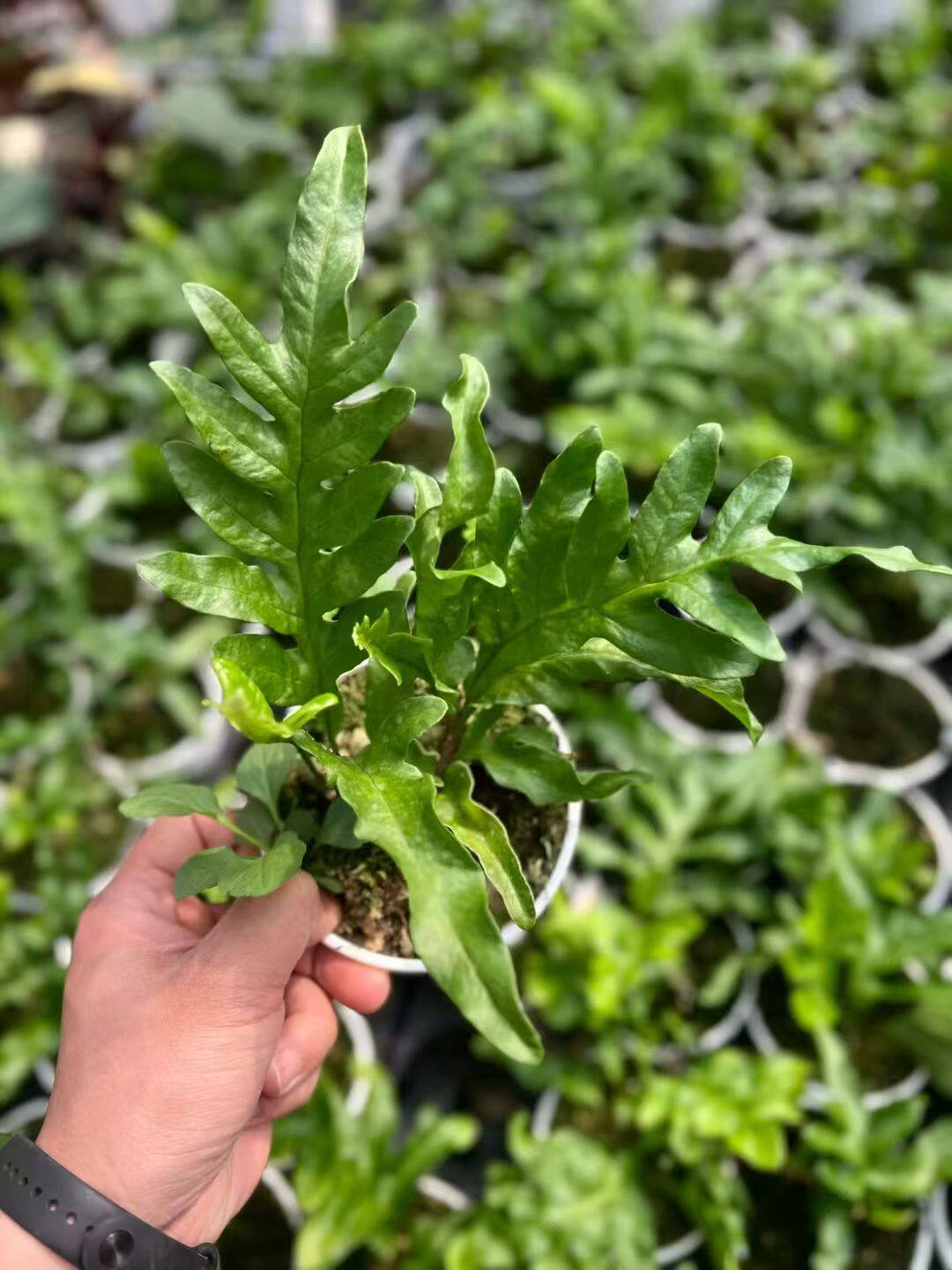 包邮豹纹蚁蕨一株可上板悬挂客厅绿植热植好养似鹿角蕨吕宋奇异蓝图片