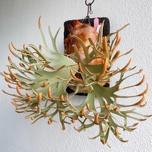 包邮侏儒玉女鹿角蕨细菌Omg亚猴绿植壁挂室内客厅装饰小型鹿角蕨