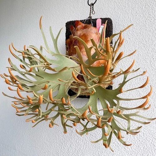 包邮侏儒玉女鹿角蕨细菌Omg亚猴绿植壁挂室内客厅装饰小型鹿角蕨