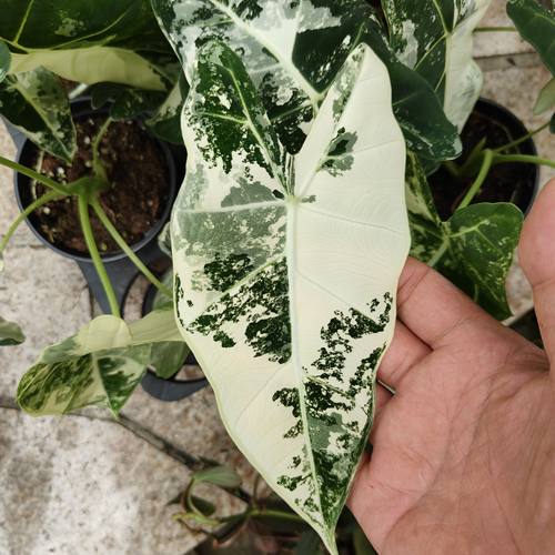 包邮绿天鹅绒锦化海芋室内热带植物网红小盆栽一物一拍