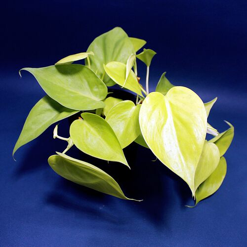 柠檬蔓绿绒室内美观便宜吊篮垂吊