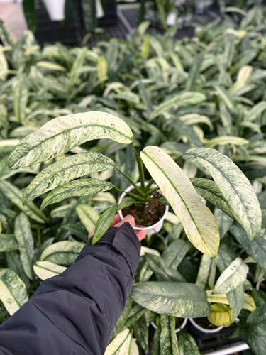 包邮羽毛蔓绿绒锦室内绿植观赏植物阳台观叶植物盆栽桌面羽毛锦
