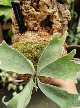 包邮骨刺鹿角蕨侏儒小体型室内绿植,观赏植物,阳台花卉