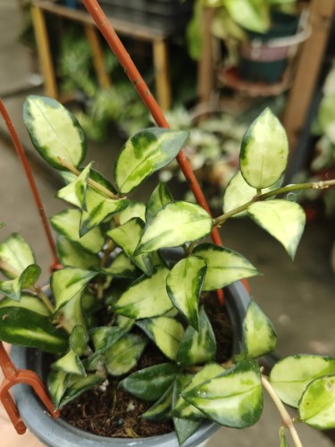 包邮绿孔雀内锦球兰室内绿植观赏植物吊兰开花懒人植物