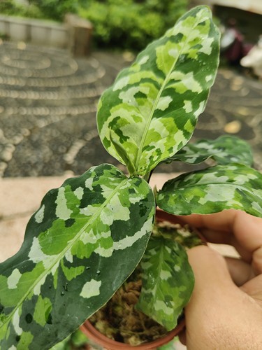 包邮安达曼迷彩粗肋草耐阴室内绿植阳台花卉观赏植物桌面小盆栽