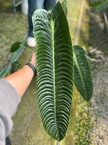 包邮火鹤王花烛Anthurium veitchii大叶片室内绿植观赏热植火鹤后