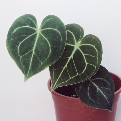 包邮克莱恩粗脉水晶花烛帝王