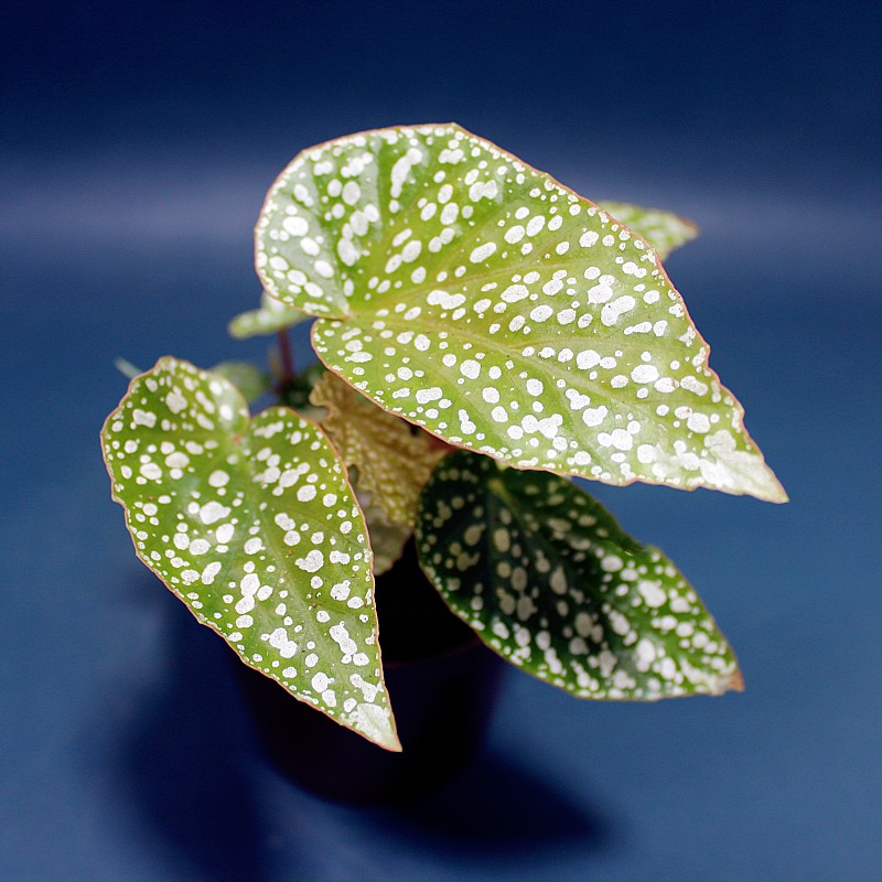 包邮秋海棠便宜室内美观