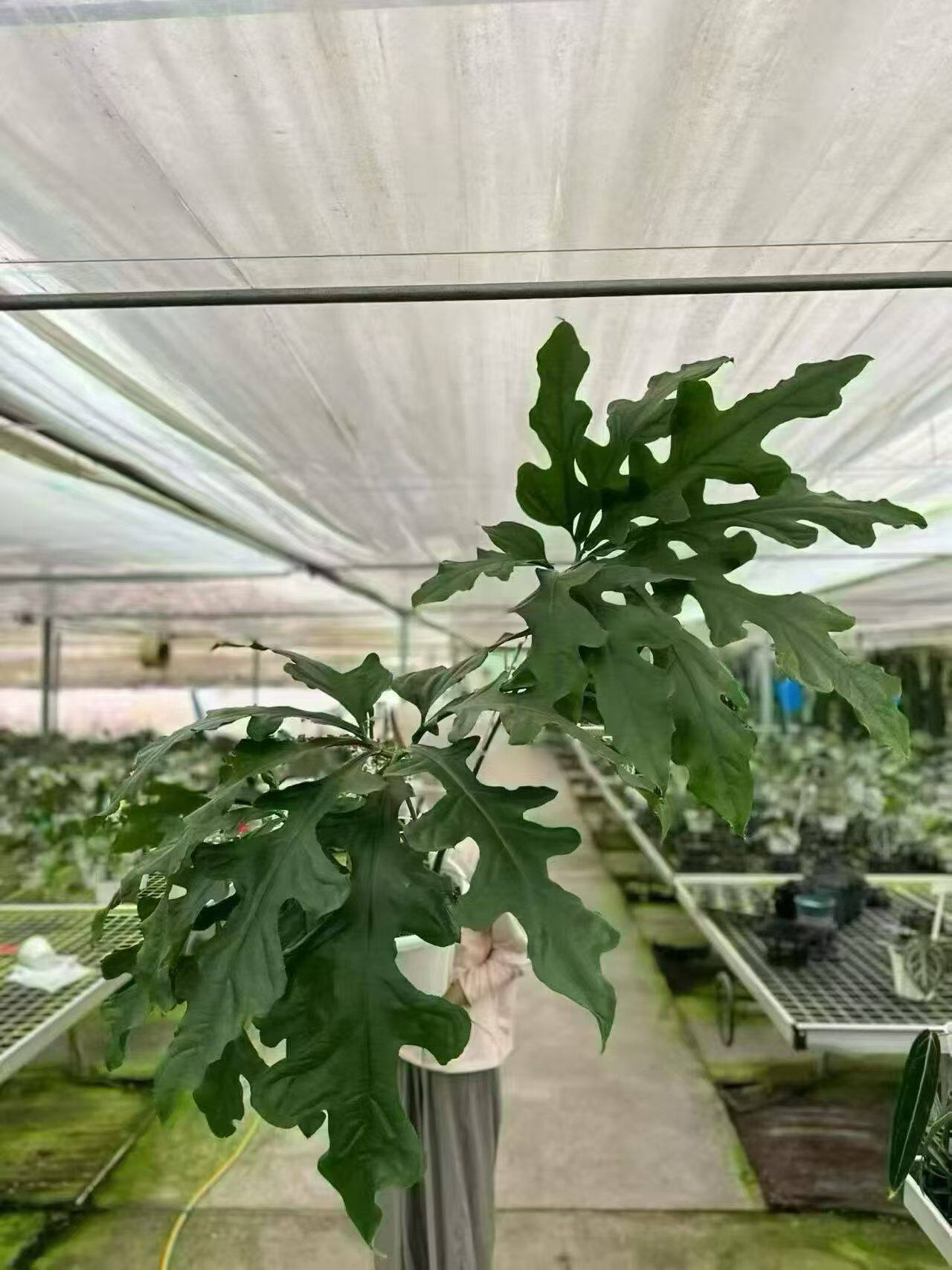 包邮雪花花烛室内绿植观赏植物阳台花卉