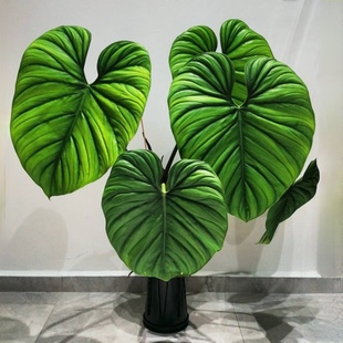 哥伦比亚蔓绿绒麦克道尔索迪罗荣耀爬藤大叶子绿植室内阳台盆栽