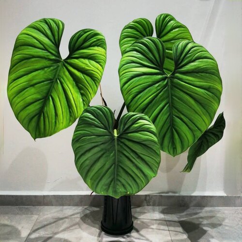 哥伦比亚蔓绿绒麦克道尔索迪罗荣耀爬藤大叶子绿植室内阳台盆栽