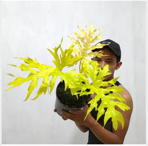 黄金春羽蔓绿绒瓦塞维奇春雨蔓绿绒稀有进口植物ins网红绿植盆栽