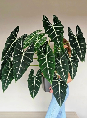 绿天鹅海芋天鹅绒竹芋稀有特级进口室内阳台庭院热植入门绿植盆栽