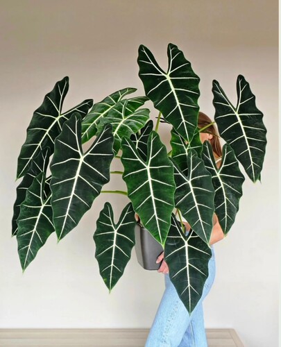 绿天鹅海芋天鹅绒竹芋稀有特级进口室内阳台庭院热植入门绿植盆栽