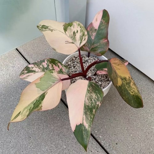 草莓奶昔芒果奶昔蔓绿绒盆栽热植室内客厅阳台绿植观叶植物植迷者