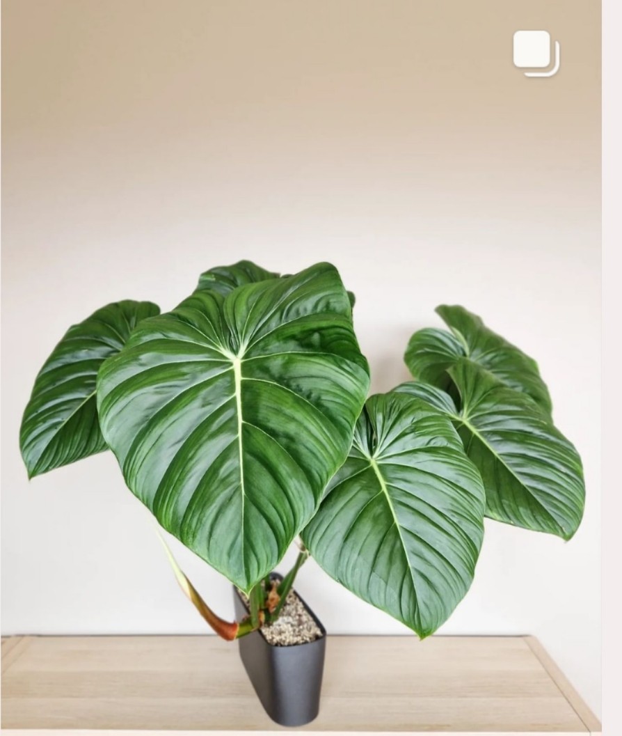 热卖麦克道尔蔓绿绒明脉西瓜帕斯塔银绿植盆栽室内观叶阳植物大苗,鲜花速递/花卉仿真/绿植园艺,蔓绿绒,淘宝优惠券,粉丝福利购,淘宝优惠卷