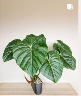 热卖 麦克道尔蔓绿绒明脉西瓜帕斯塔银绿植盆栽室内观叶阳植物大苗