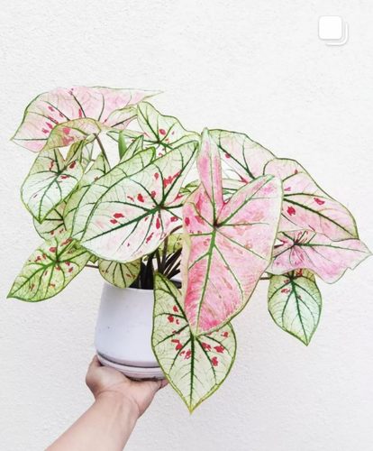 草莓之心彩叶芋白草莓红草莓彩竹芋海芋室内进口网红植物盆栽热植