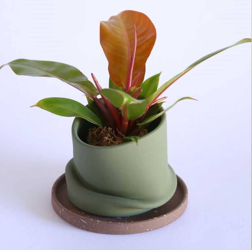 橙王子蔓绿绒奥兰治国王 进口网红绿植飞机蔓绿绒神锯盆栽室内