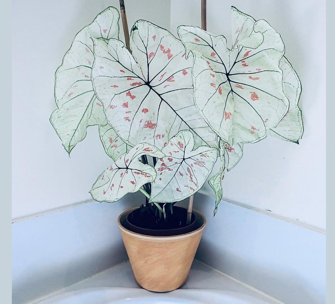 小品种彩叶芋白草莓红草莓彩竹芋海芋室内进口网红植物盆栽热植