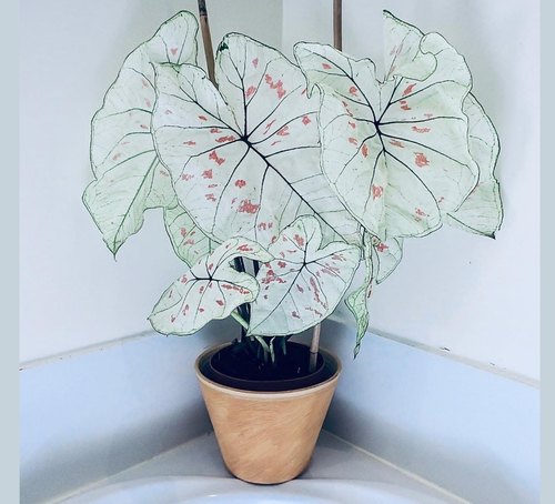 小品种彩叶芋白草莓红草莓彩竹芋海芋室内进口网红植物盆栽热植