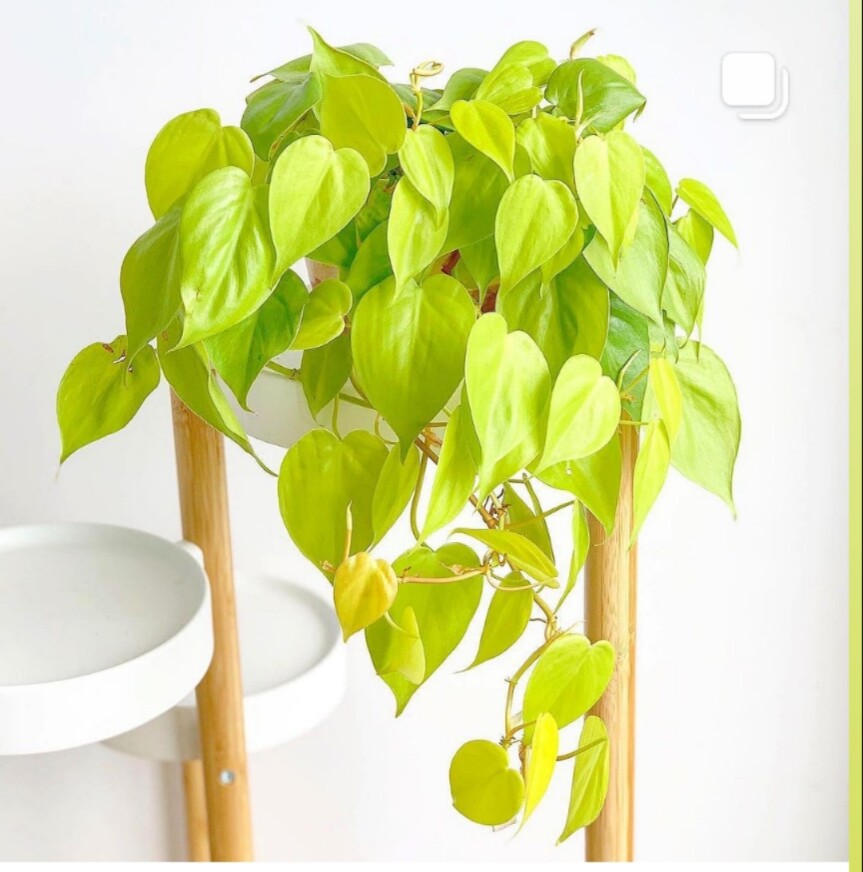 进口柠檬汁蔓绿绒柠檬色心型叶片热带阳台绿植ins高光植物图片