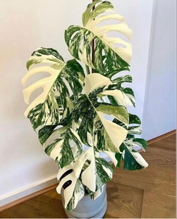 荷兰日本进口白锦化雪花阴阳叶洒金龟背竹室内网红热植白锦龟背竹