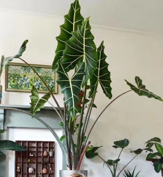 萨利安海芋大型网红室内