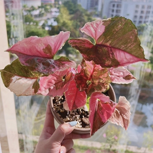 Berryice Straw 好养活室内阳台 Singonium 草莓冰圣诞合果芋