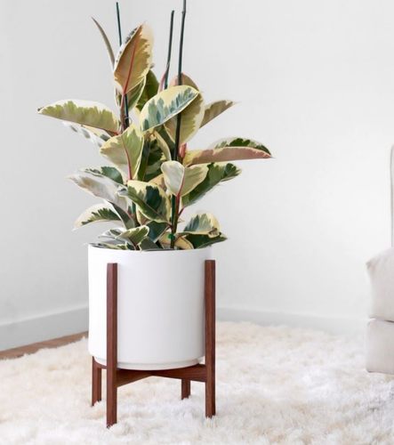 观叶橡皮树花金刚室内阳台