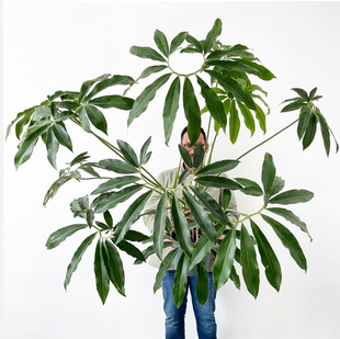 掌叶蔓绿绒印第安羽毛FunbBun鹅掌柴蔓绿绒北欧网红水培绿植盆栽