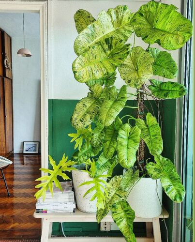 墨西哥蔓绿绒吸甲醛盆栽绿植