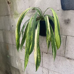 维塔领带锦花烛锦化白贝克力领带银脉丝绸蔓绿绒室内垂吊悬挂盆栽