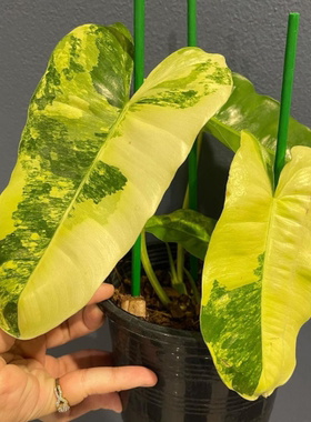 伯乐锦蔓绿绒室内爬藤锦化绿植Philodendron Burle Marx Albo原种