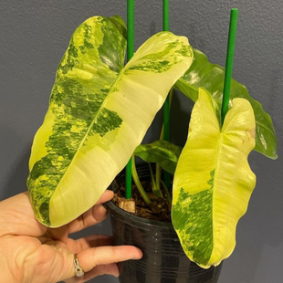 伯乐锦蔓绿绒室内爬藤锦化绿植Philodendron Burle Marx Albo原种