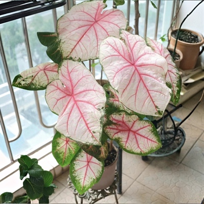 胡椒薄荷白色恋人彩叶芋室内室外