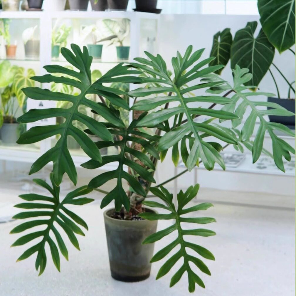 philodendron mayoi羽裂蔓绿绒进口ins观叶植物盆栽室内耐干好养