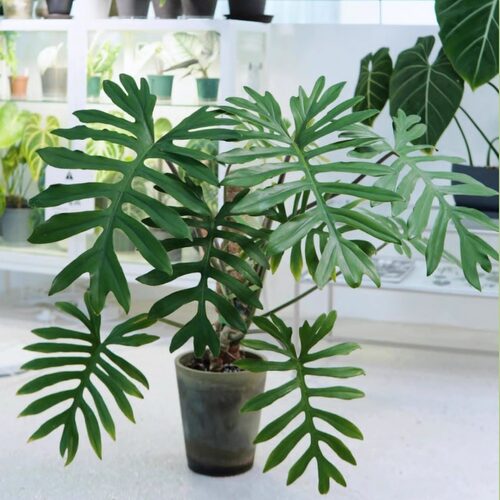 philodendron mayoi羽裂蔓绿绒进口ins观叶植物盆栽室内耐干好养