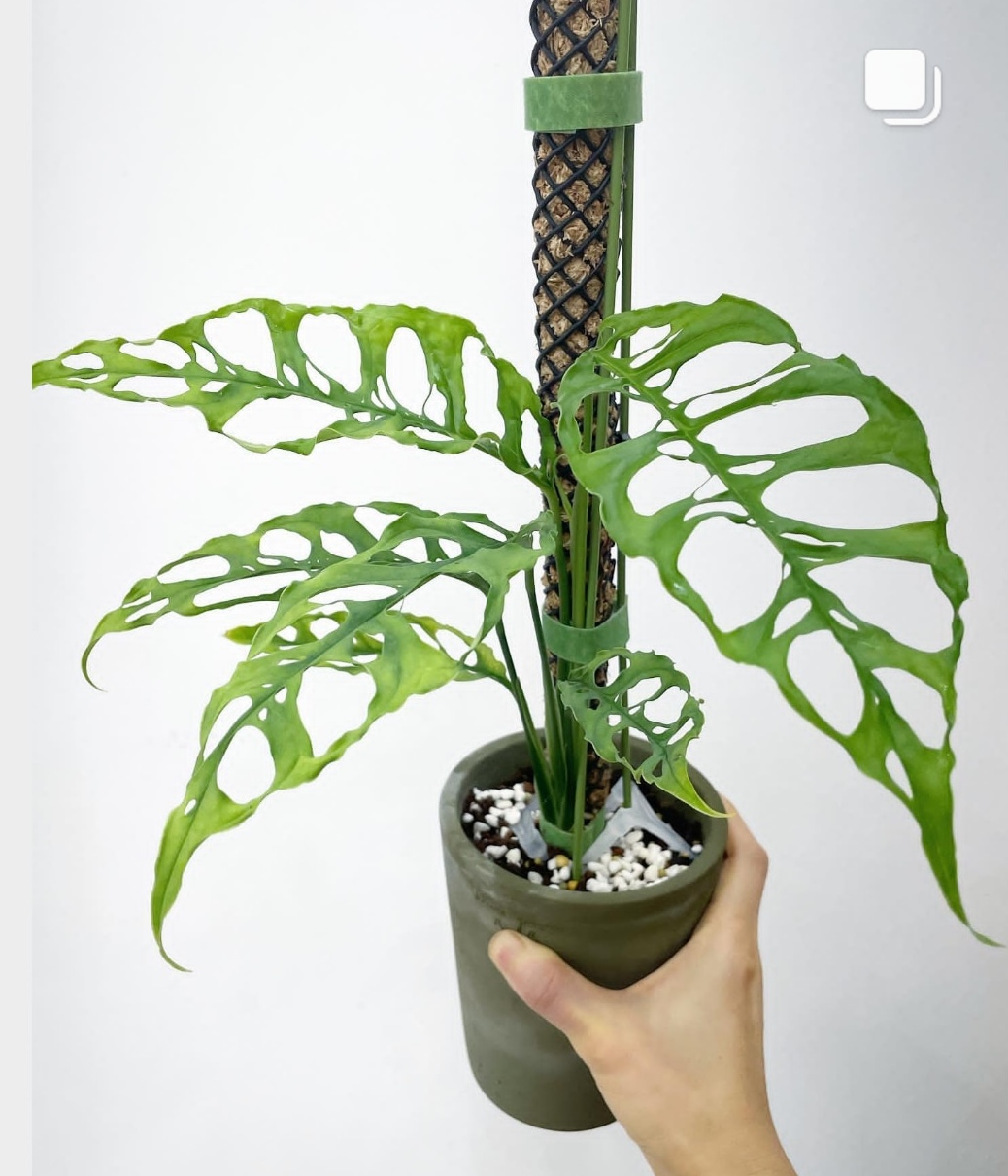 锦化龟背竹乞丐龟秘鲁斜叶龟背