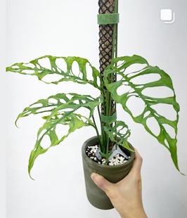 乞丐龟背竹秘鲁斜叶龟背竹MonsteraObliqua Peru室内阳台好养盆栽